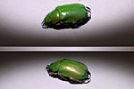 Flower beetle: Plusiotus beyeri