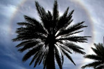 Icy crown for a desert palm tree