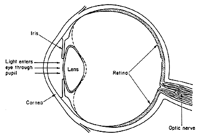Eye Cross Section