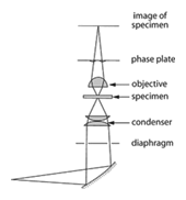 Phase-contrast microscope